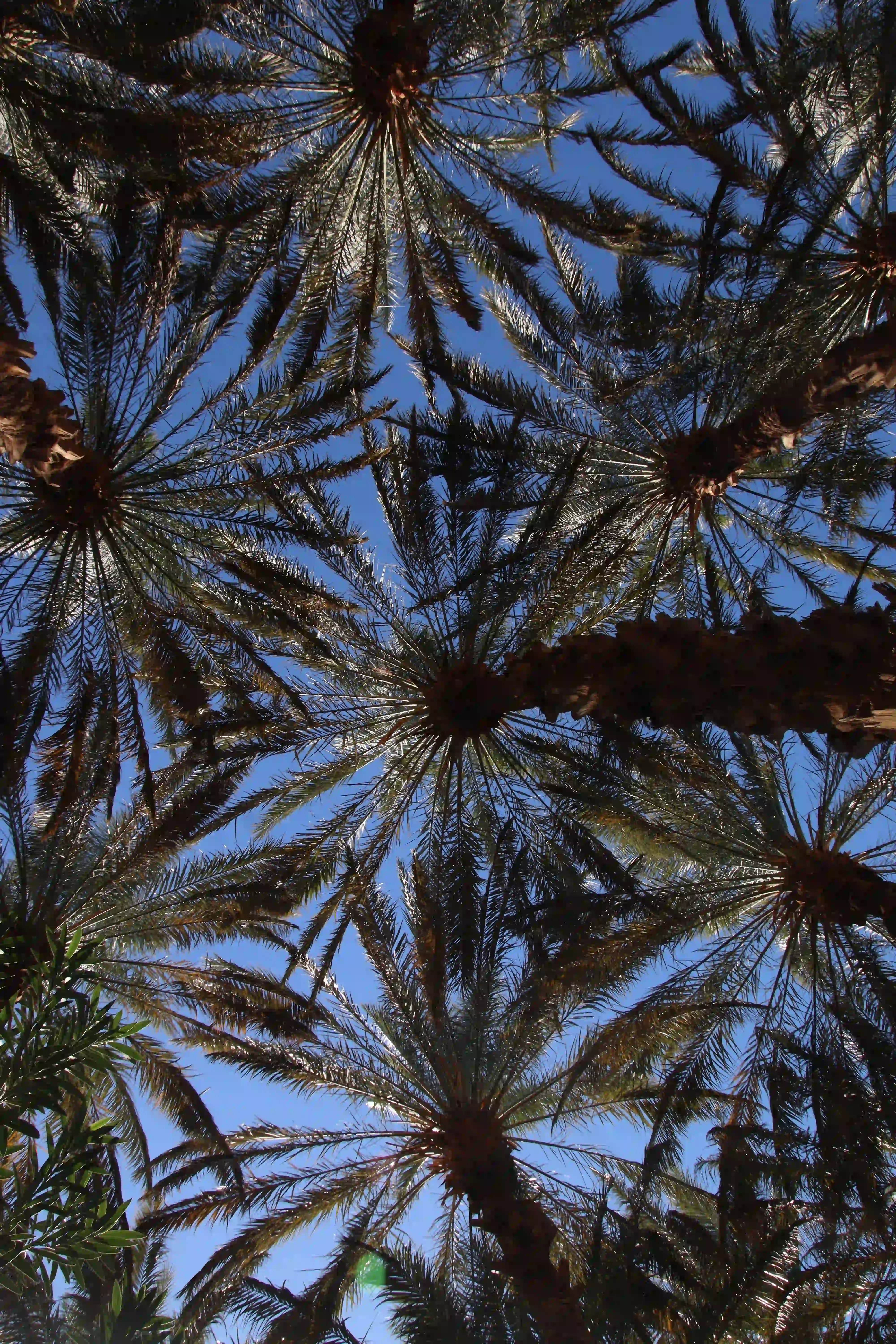 Maroc — 4