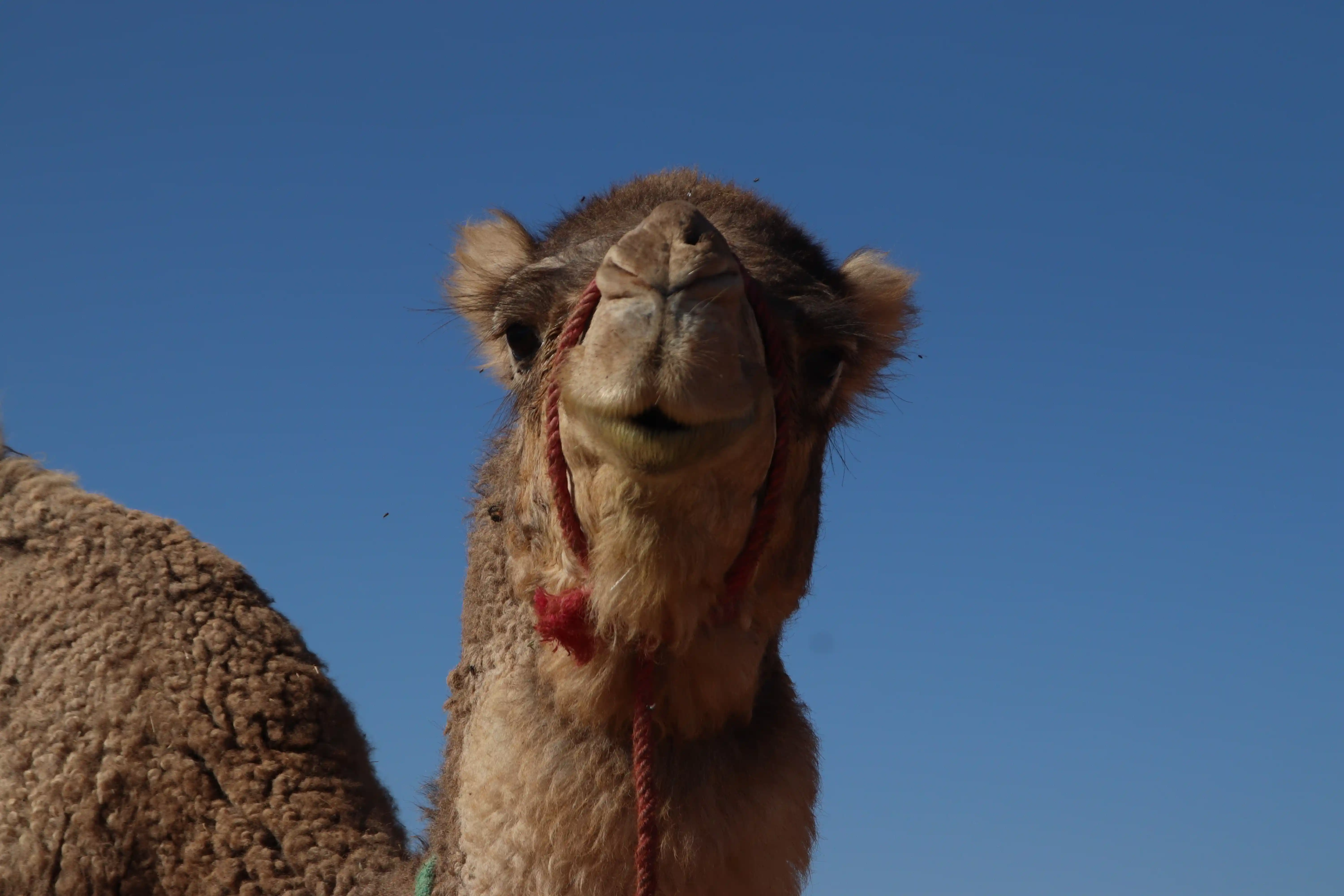 Maroc — 8