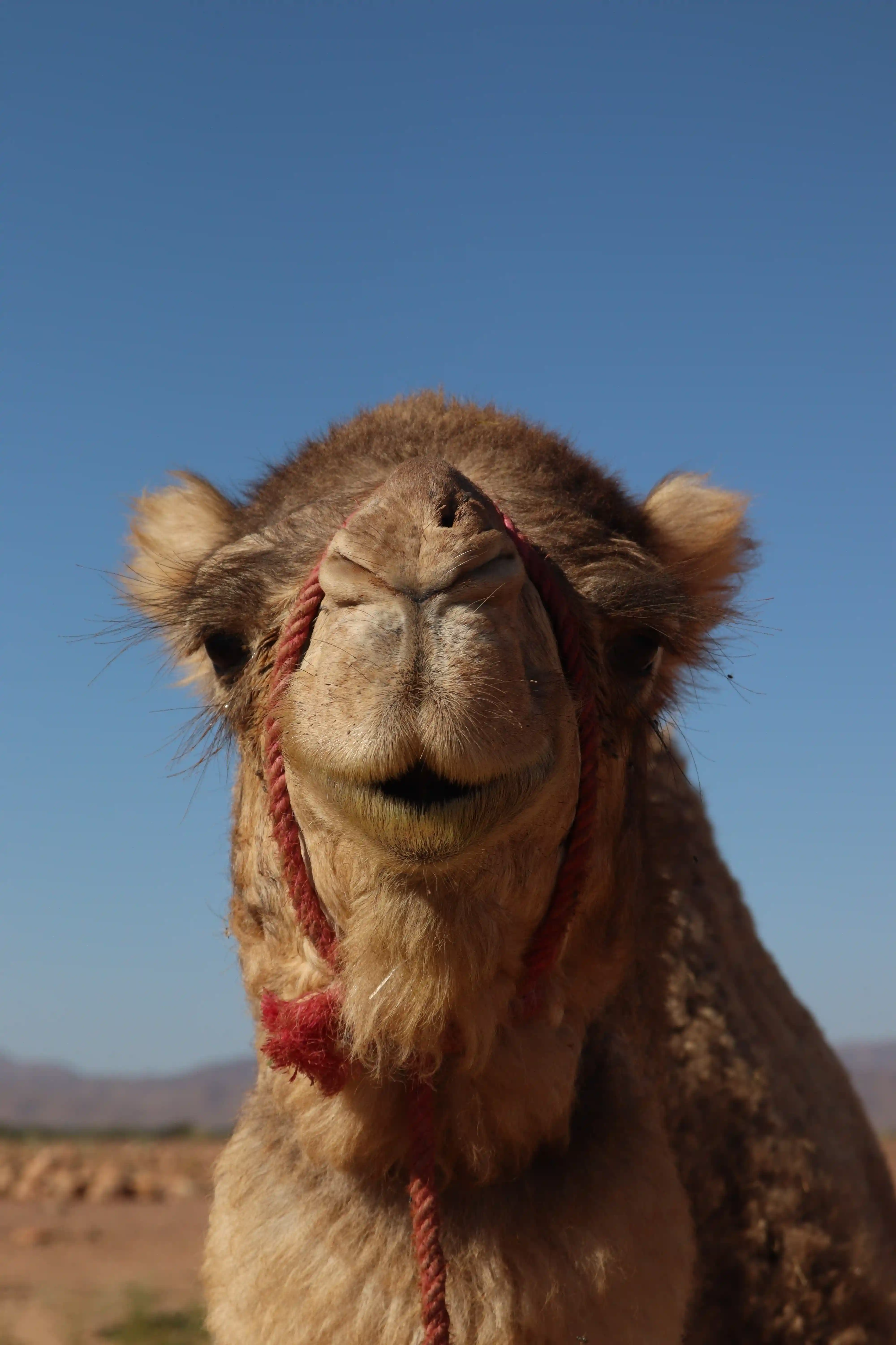 Maroc — 9