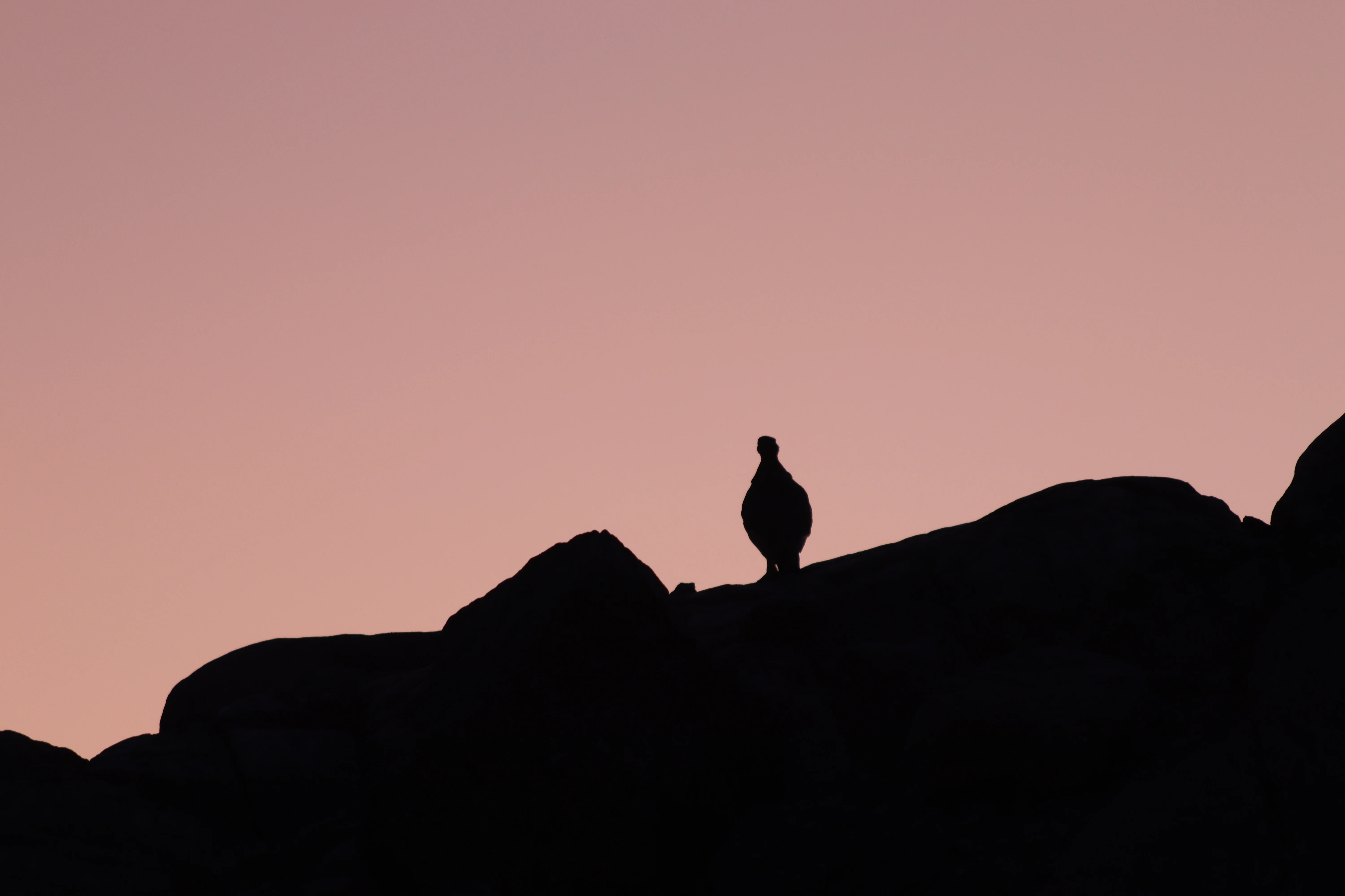 Trient — 48