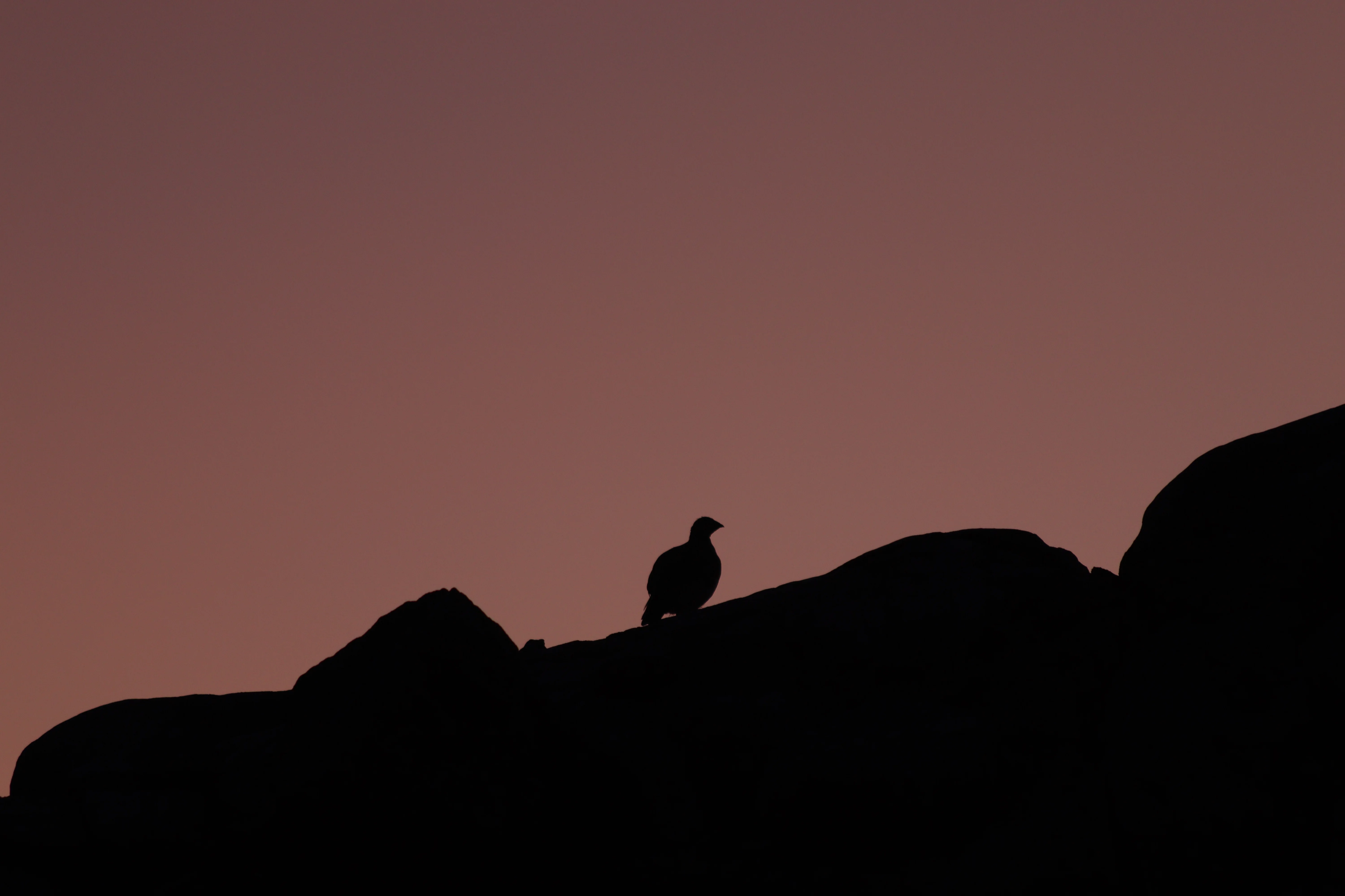 Trient — 49