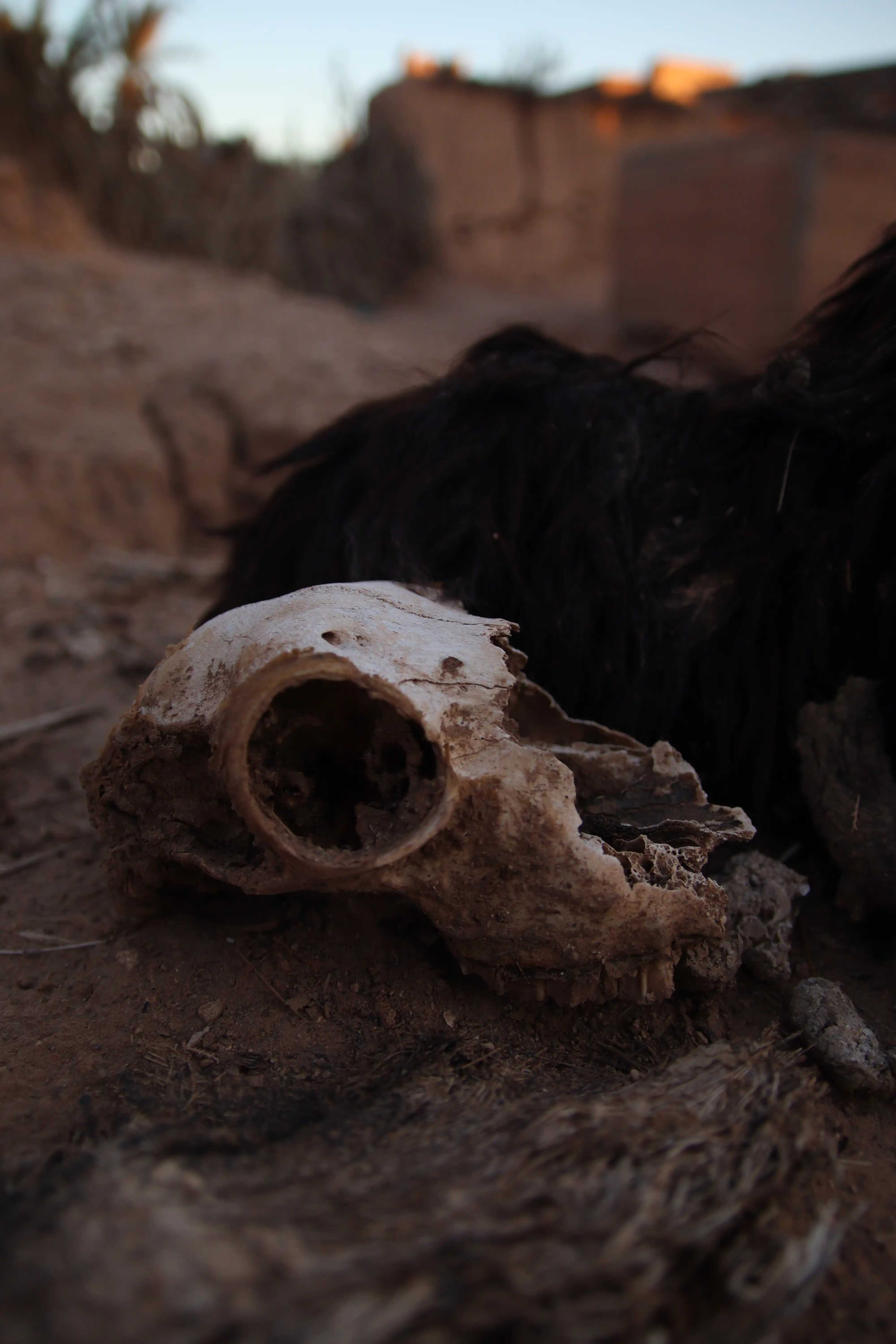 Maroc — 12