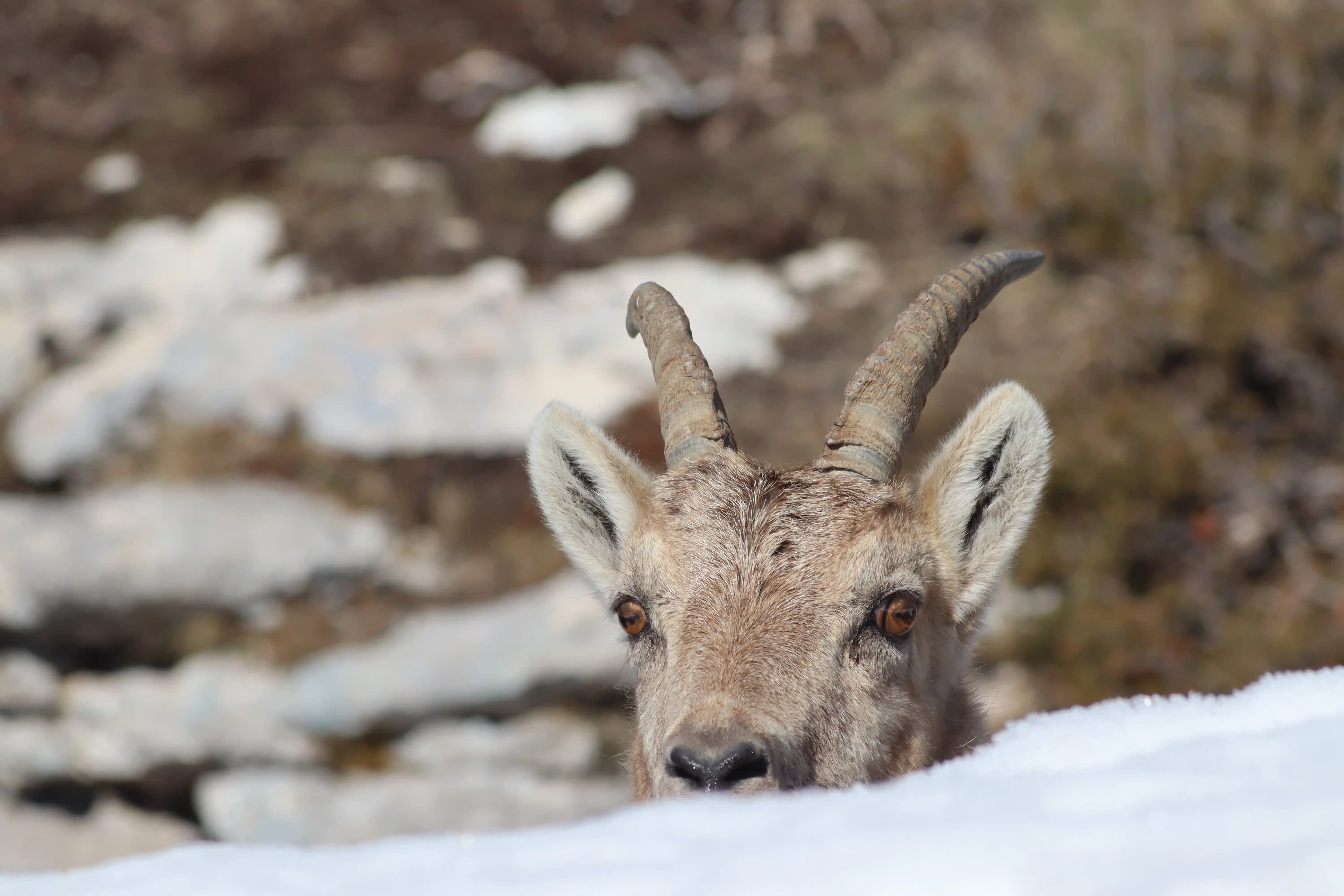 Mont Aiguille — 7